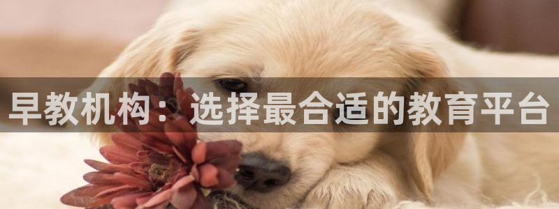 恒行5娱乐:早教机构:选择最合适的教育平台